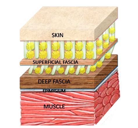 Focus on Fascia: What the Heck is it? And What is its Role in Physiology? - Hurdles First