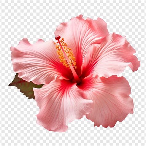 Free Psd Hibiscus Flower Isolated On Transparent Background