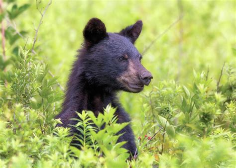 Black Bear Yearling Great Smoky Mountains Photograph By Susan Rissi