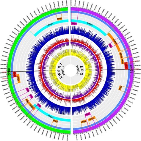 S1 Circos Plot Of Chromosomal Translocations Oncogenic Fusion Genes