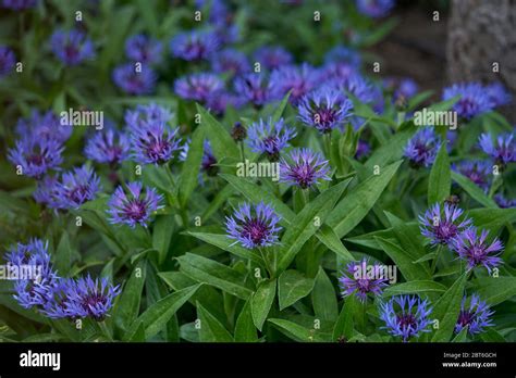 Centaurea Montana The Perennial Cornflower 1 Mountain Cornflower