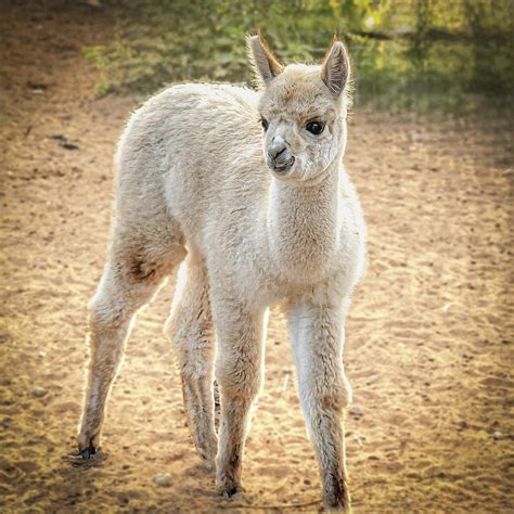 Baby Alpaca Photograph by Bulat Bayzuldin - Fine Art America