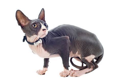 Sphynx Cat Colors | atelier-yuwa.ciao.jp