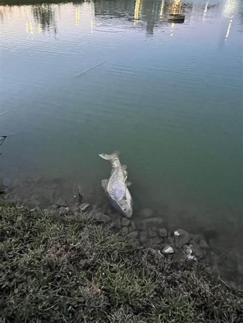 Pond Monster Rfishing