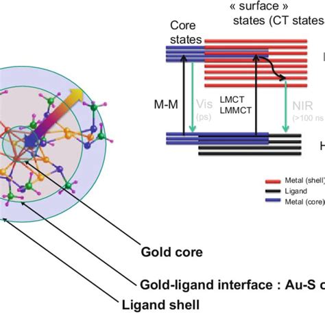 7 Cartoon Diagram Showing The Relaxation Pathways In Gold Nanoclusters Download Scientific