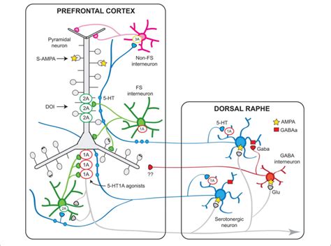 Schematic Representation Of The Relationships Between The Mpfc And