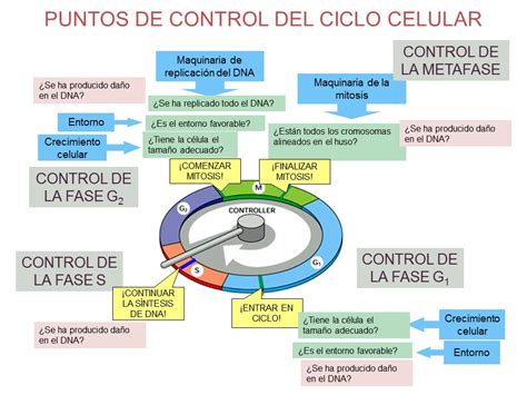 Esquema 1 Del Ciclo Celular Ciencias T