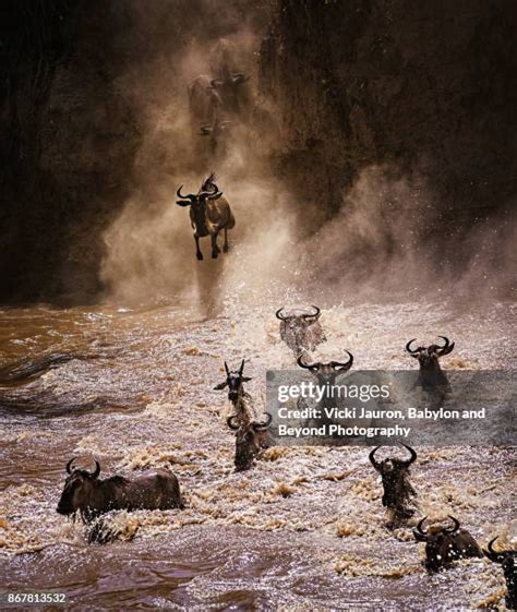 1,747 Wildebeest Crossing River Stock Photos, High-Res Pictures, and ...