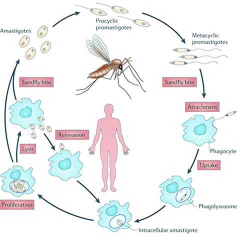 PDF PhD Thesis Pathogenesis Of Leishmania Infection In Human