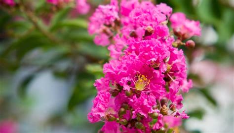 21 Best Crepe Myrtle Varieties To Enliven Your Landscape - Rennie Orchards