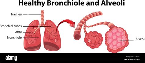 Sch Ma De L Illustration Et Les Alv Oles Bronchioles Saines Image