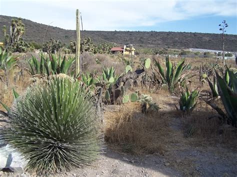 Biología IV Diana Pat: Matorral Xerofilo