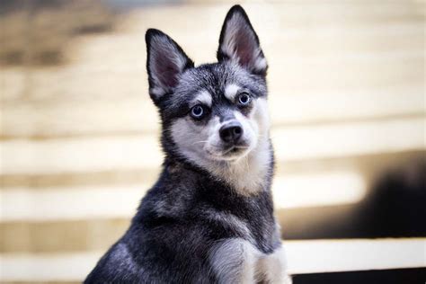 Alaskan Klee Kai Vs Pomsky Whats The Difference