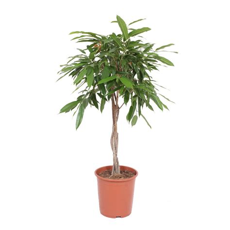 Ficus Binnendijkii Amstel King 110 Cm