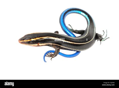 Baby skink hi-res stock photography and images - Alamy