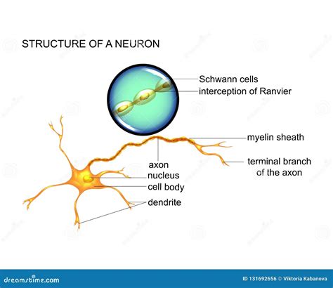 Nerve Cell Structure Stock Vector Illustration Of Brain 131692656