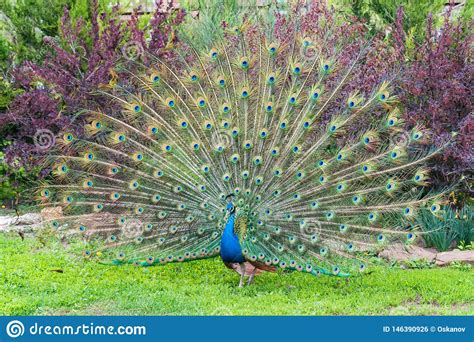 Ci Rrese Encima Del Pavo Real Masculino Con Las Plumas Completamente