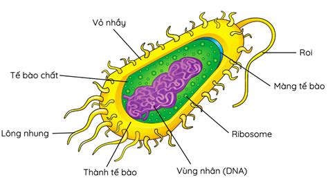 Tế bào nhân sơ