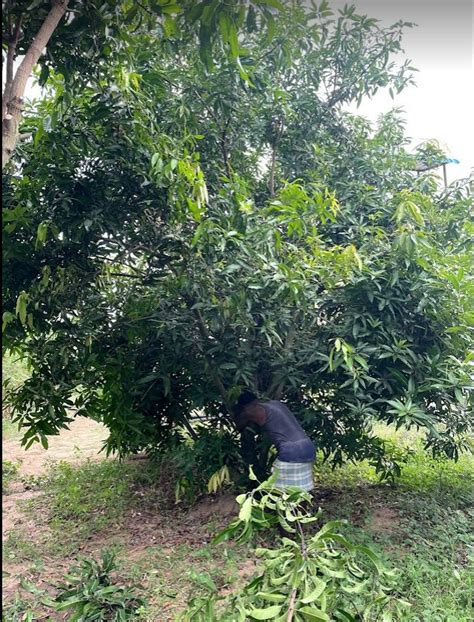 Pruning Mango Trees