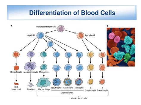 How To Differentiate Cells