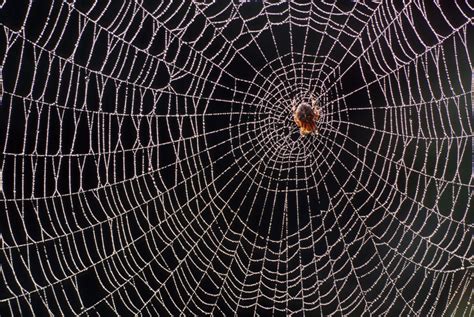 Spiderweb Thread Inspires Ultrasmall Microphones | Scientific American