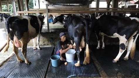 Wisata Edukasi Peternakan Sapi Di Pondok Ranggon