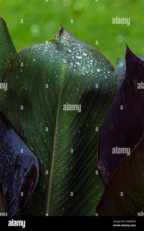 Rain Drops On The Leaves Of A Musa Red Abyssinian Banana Ensete