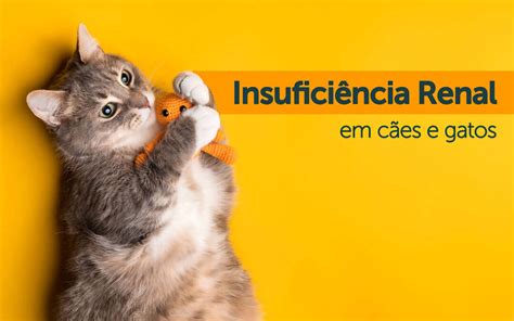 Toxoplasmose E Os Cuidados Gatos Na Gravidez Pet Support