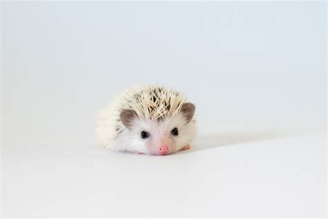 Images Of Baby Hedgehogs - Captions Beautiful