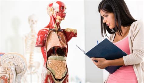 Entenda por que estudar anatomia é importante para Medicina Blog