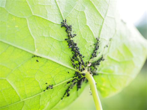 Top 10 Natural Tips For Keeping Insect Pests Out Of The Vegetable