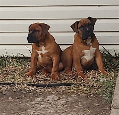 African Boerboel Puppies For Sale - DeGrote Hond Boerboels