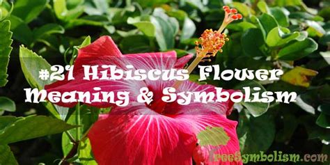 #21 Hibiscus Flower – Meaning & Symbolism