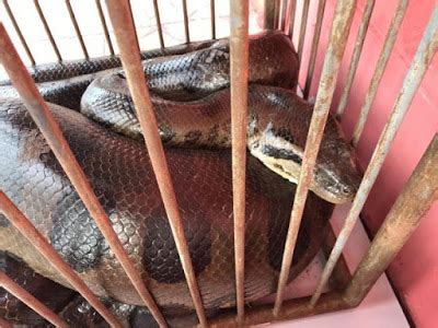 Cobra Sucuri de 5 metros é capturada em fazenda e entregue ao Corpo de