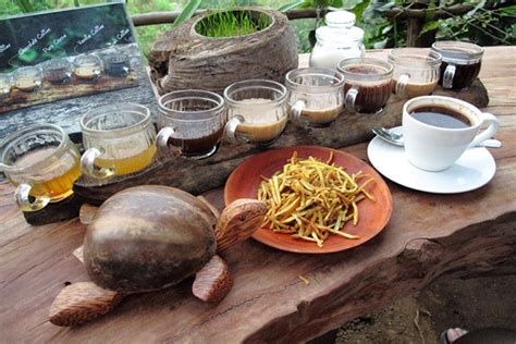 Kopi Luwak @ Bali, Indonesia