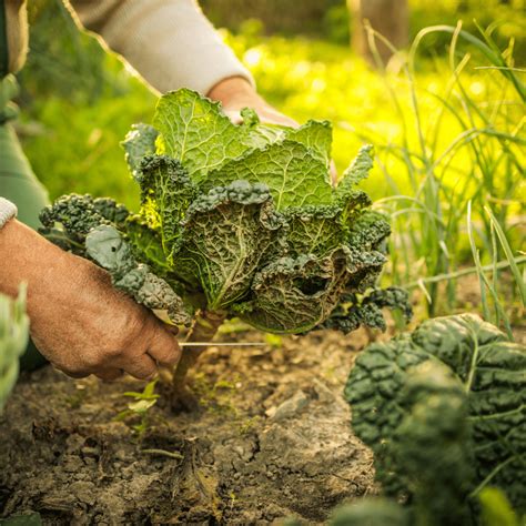 La Permaculture Cest Quoi Tout Horizon