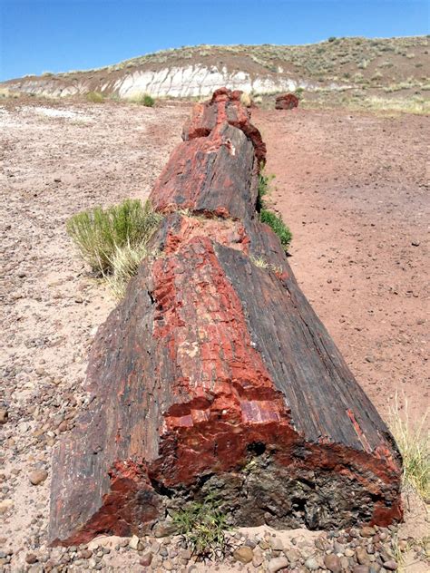 225 Million Year Old Petrified Opal Tree Trunk Located In Arizona