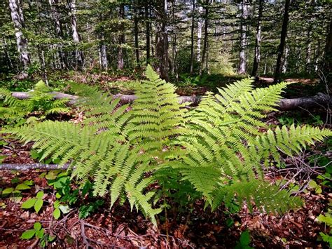 Plantas Del Bosque Templado De M Xico