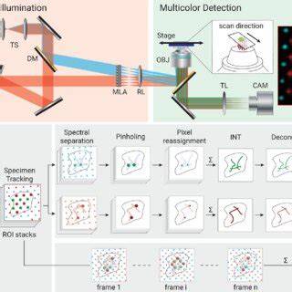 Multicolor Multifocal Scanning Microscopy MSM A Optical Setup Of