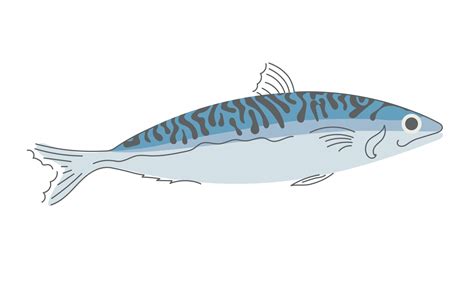 Mackerel Fish Fresh Seafood Vector Illustration On White Background