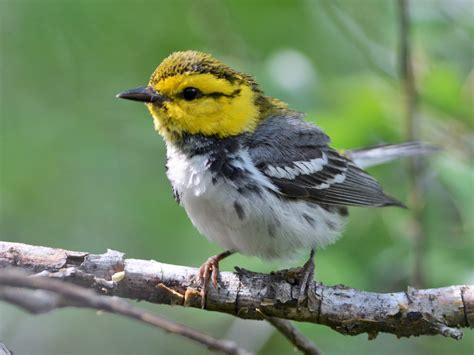 Golden Cheeked Warbler Ebird