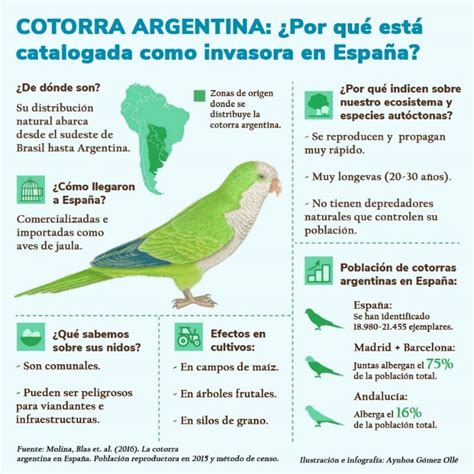 Resultado final de la infografía para la cotorra argentina Myiopsitta