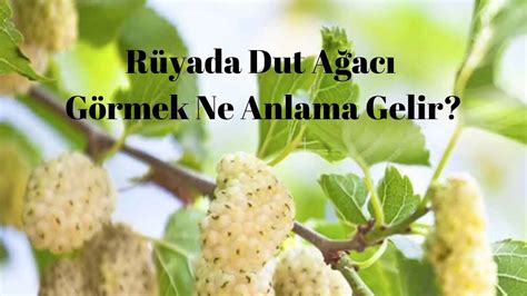 Rüyada Dut Ağacı Görmek Ne Anlama Gelir YouTube