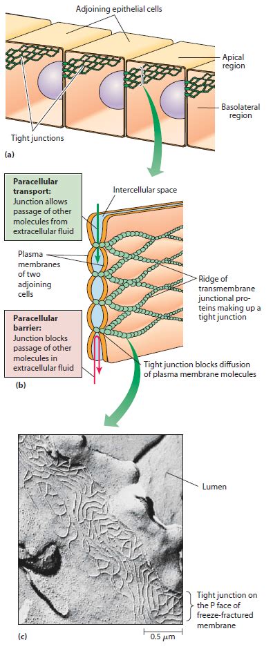 Cell Junctions And The Extracellular Matrix