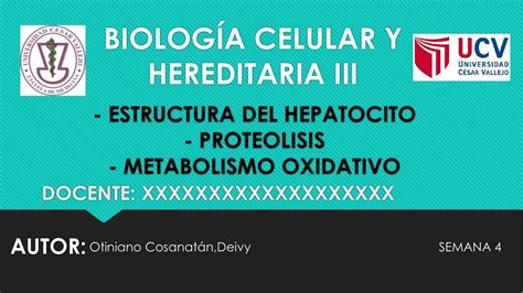 Hepatocitos Deivy Otiniano UDocz