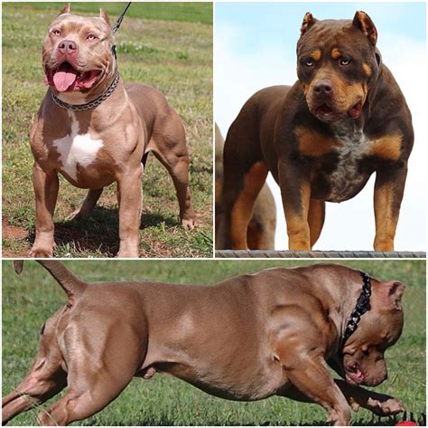 WORLD RENOWNED AS THE #1 XL AMERICAN BULLY KENNEL - MVP KENNELS :MVP ...