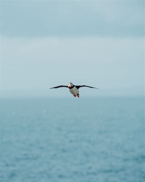 Mobile Wallpaper Sea Sunset Gull Seagull Coast Nature Horizon