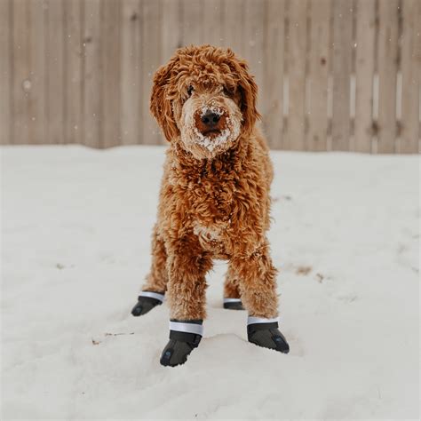 Waterproof Dog Boots - Waterproof Dog Shoes – PetPawsabilities