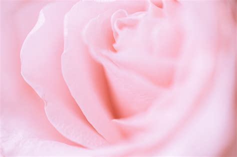 Free picture: Glossy pastel pink rose with abstract pinkish background