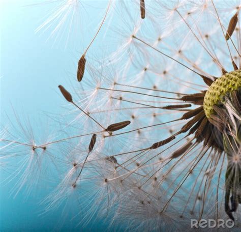 Fototapete Verwehte Samen der Pusteblume nach Maß myredro de